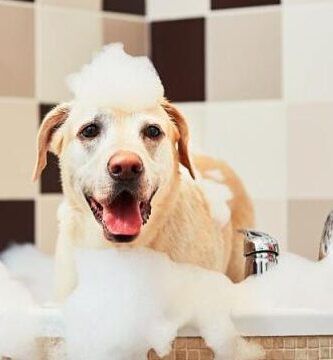 que pasa con la pipeta antiparasitaria al mojarse