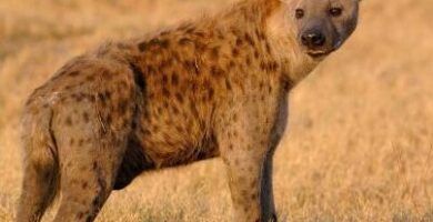reproduccion de las hienas todo lo que necesitas saber