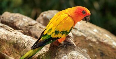 reproduccion de loros todo lo que necesitas saber