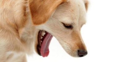 sintomas de empacho en perros y remedios caseros para su curacion