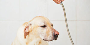 sintomas tratamiento y prevencion del golpe de calor en perros