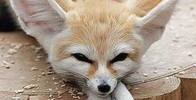 tener un zorro fenec como mascota lo que debes saber