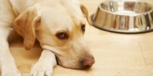tiempo maximo que un perro puede estar sin comer