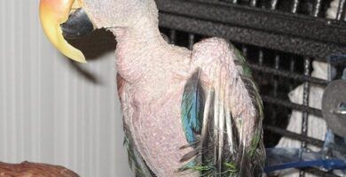 tratamiento para el pico agrietado en periquitos