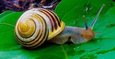 alimentacion de los caracoles lo que debes saber