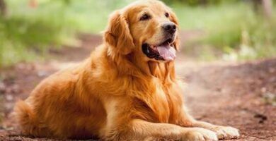 analisis de composicion y opiniones sobre el pienso natura diet