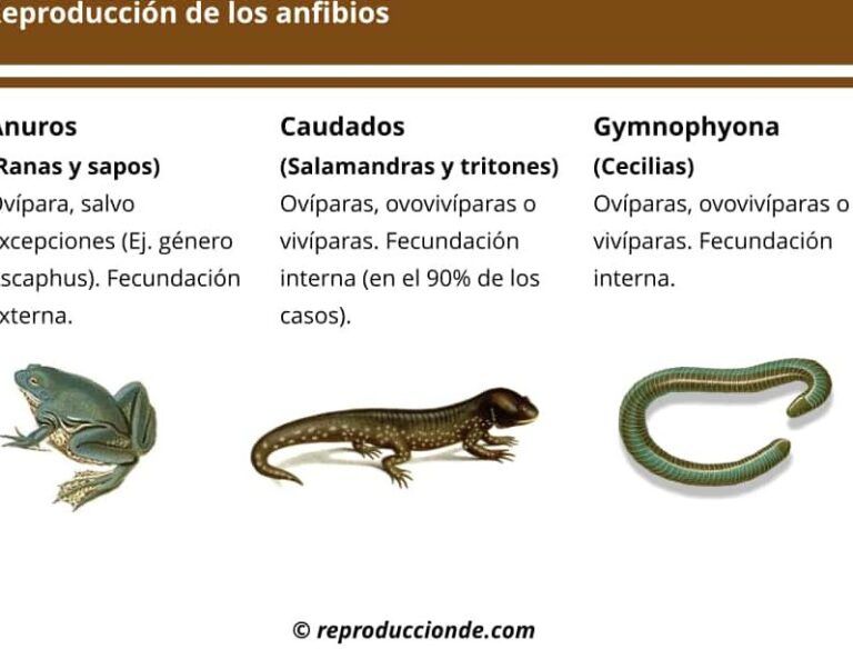 Animales que se reproducen mediante fecundación externa