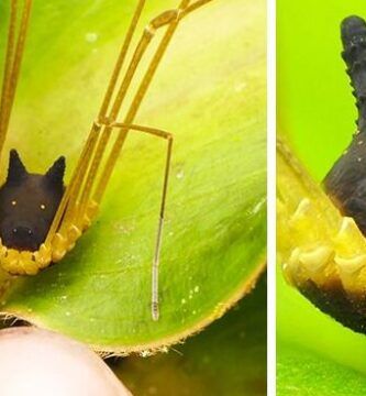 animales subterraneos explorando su fascinante mundo