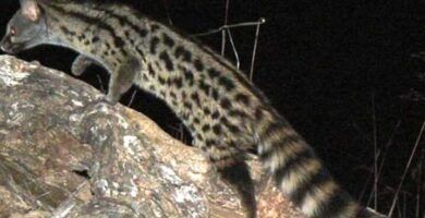 caracteristicas especies y distribucion de los viverridae