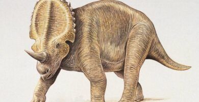 caracteristicas y ejemplos de dinosaurios de cuello largo