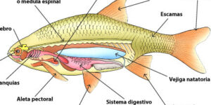 caracteristicas y ejemplos de peces sin mandibula agnatos