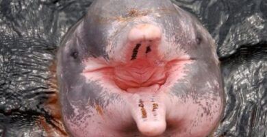 causas de la amenaza de extincion del delfin rosado del amazonas