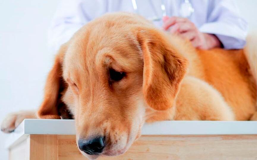 causas posibles de falta de apetito en cachorros recien nacidos
