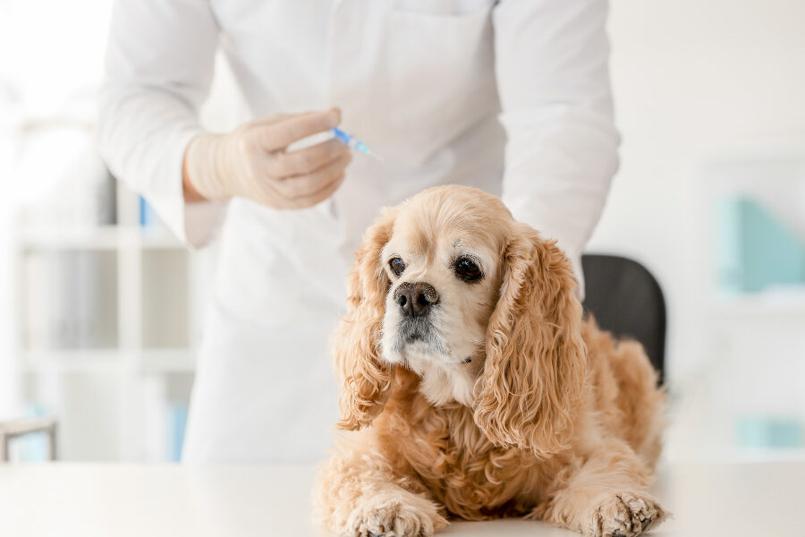 causas sintomas y tratamiento de la ictericia en perros