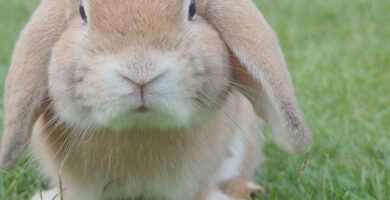 causas y soluciones cuando un conejo come sus propias heces