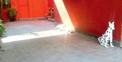 causas y soluciones si tu tortuga no se mueve y tiene los ojos cerrados