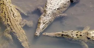 ciclo de vida de los cocodrilos desde su nacimiento hasta la edad adulta