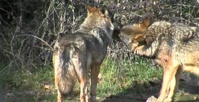 ciclo reproductivo del lobo