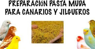 como hacer pasta para criar jilgueros