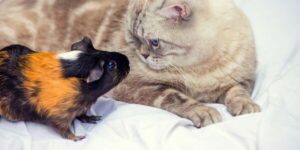 como hacer que un gato y un hamster convivan juntos