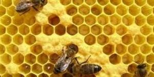 como las abejas producen miel