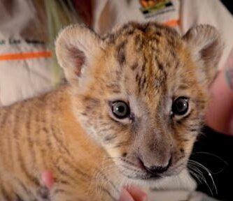 comparacion entre leon y tigre descubre sus diferencias