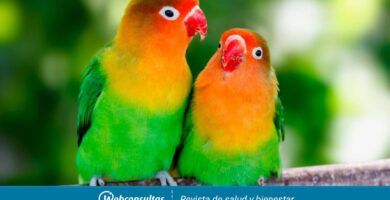 conoce los tipos de aves y sus caracteristicas