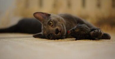 consejos para ayudar a un gato desnutrido a aumentar de peso