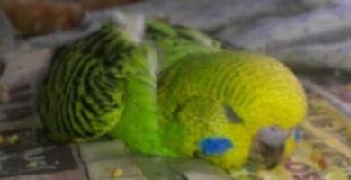 consejos para estimular el apetito de tu periquito papillero