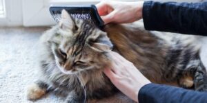 consejos para estimular el crecimiento del pelo en gatos