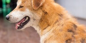 consejos para prevenir el rascado de heridas en perros