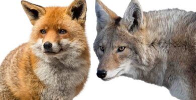 coyote vs lobo diferencias clave