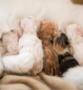 cuanto tiempo puede un gato pasar sin comer