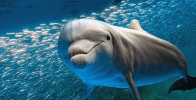 datos curiosos de los delfines