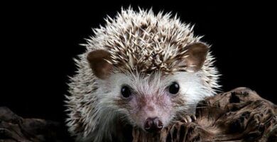 datos curiosos sobre erizos terrestres