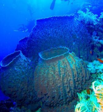 ejemplos de animales filtradores en la naturaleza