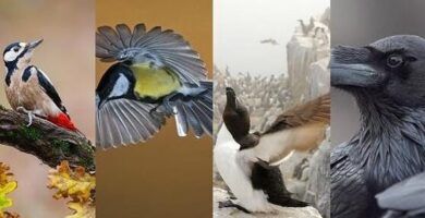 ejemplos de aves sin plumas