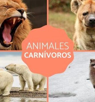 ejemplos y caracteristicas de animales carnivoros