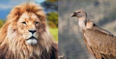 ejemplos y caracteristicas de reptiles carnivoros