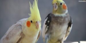 el comportamiento de las ninfas entendiendo a estas aves
