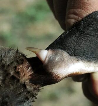 el veneno letal del ornitorrinco