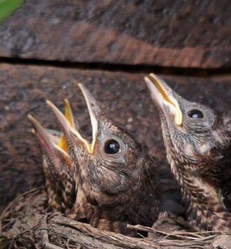 elabora pasta de cria casera para canarios con estos pasos simples