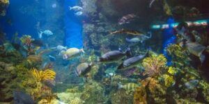 elige peces tropicales ideales para tu acuario