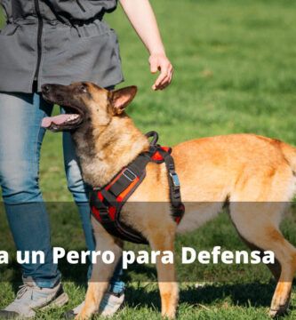 entrenando a tu perro para correr a tu lado consejos practicos