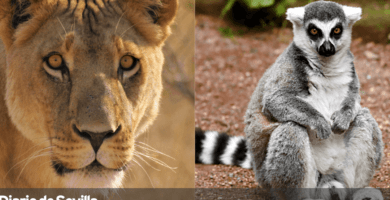 especies dominantes definicion y ejemplos destacados