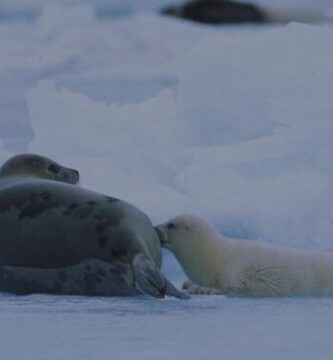 foca polar como se adapta al clima extremo