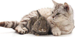 gatos y conejos como lograr una buena convivencia