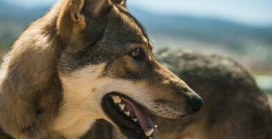guia de alimentacion para perros lobo checoslovacos