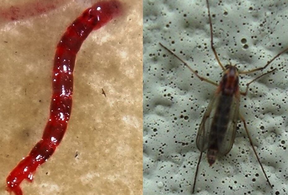 gusanos venenosos conoce sus diferentes tipos