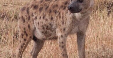 habitat natural de las hienas